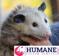 Humane Possum Removal Northern Beaches image 2